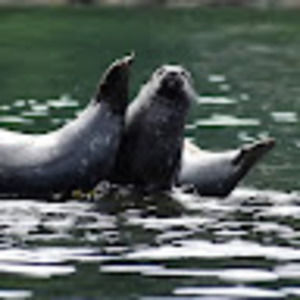 Meet your Posher, Taft